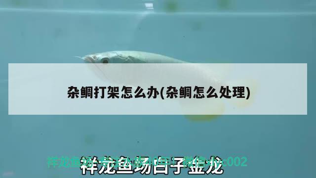 杂鲷打架怎么办(杂鲷怎么处理) 祥龙水族护理水