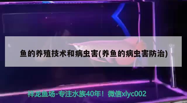 鱼的养殖技术和病虫害(养鱼的病虫害防治) 新加坡号半红龙鱼（练手级红龙鱼）