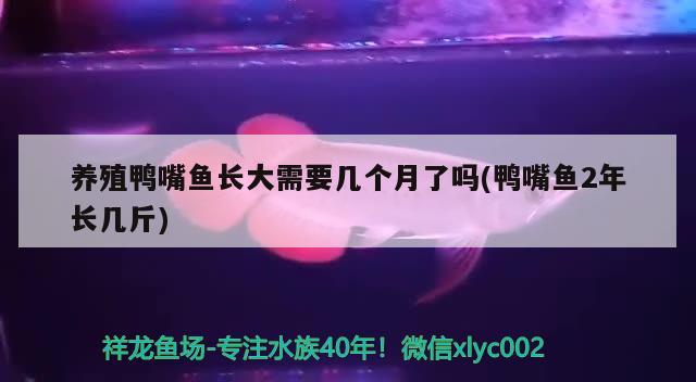 养殖鸭嘴鱼长大需要几个月了吗(鸭嘴鱼2年长几斤)