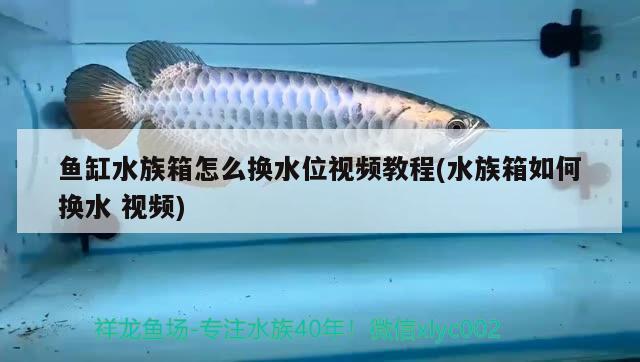 鱼缸水族箱怎么换水位视频教程(水族箱如何换水视频) 鱼缸/水族箱 第2张