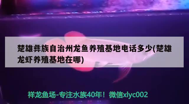 楚雄彝族自治州龙鱼养殖电话多少(楚雄龙虾养殖在哪)