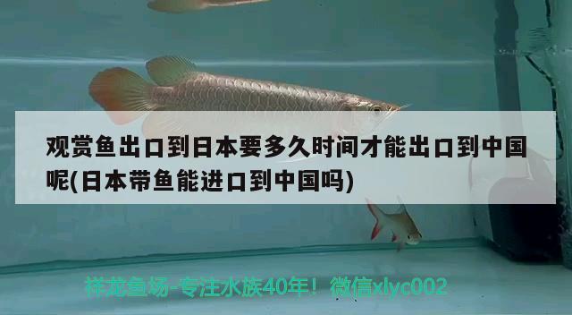 观赏鱼出口到日本要多久时间才能出口到中国呢(日本带鱼能进口到中国吗) 观赏鱼进出口