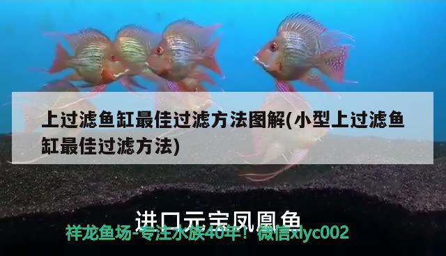 上过滤鱼缸最佳过滤方法图解(小型上过滤鱼缸最佳过滤方法) 泰庞海鲢鱼