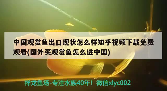 中国观赏鱼出口现状怎么样知乎视频下载免费观看(国外买观赏鱼怎么进中国)