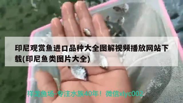 印尼观赏鱼进口品种大全图解视频播放网站下载(印尼鱼类图片大全) 观赏鱼进出口