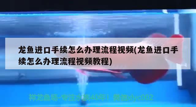 龙鱼进口手续怎么办理流程视频(龙鱼进口手续怎么办理流程视频教程)