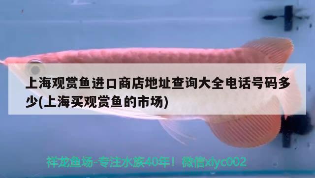 上海观赏鱼进口商店地址查询大全电话号码多少(上海买观赏鱼的市场)