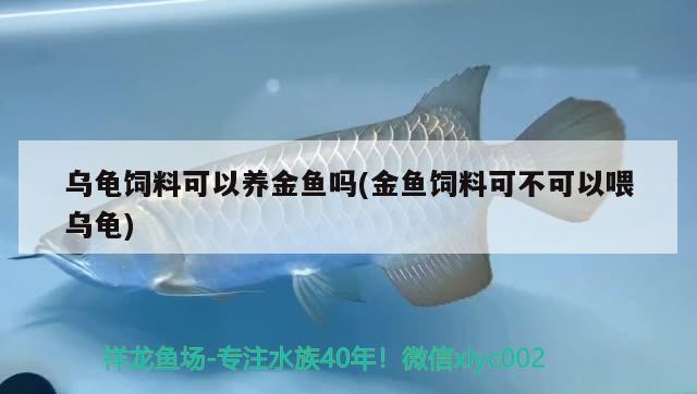 乌龟饲料可以养金鱼吗(金鱼饲料可不可以喂乌龟) 乌龟