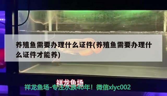 养殖鱼需要办理什么证件(养殖鱼需要办理什么证件才能养) 祥龙水族医院