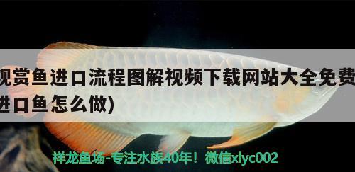 观赏鱼进口流程图解视频下载网站大全免费(进口鱼怎么做)