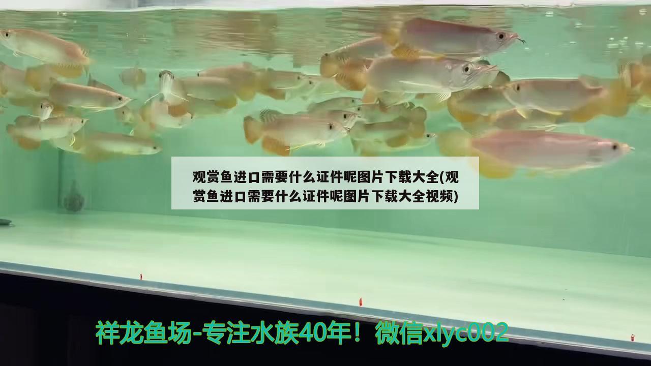 观赏鱼进口需要什么证件呢图片下载大全(观赏鱼进口需要什么证件呢图片下载大全视频) 观赏鱼进出口