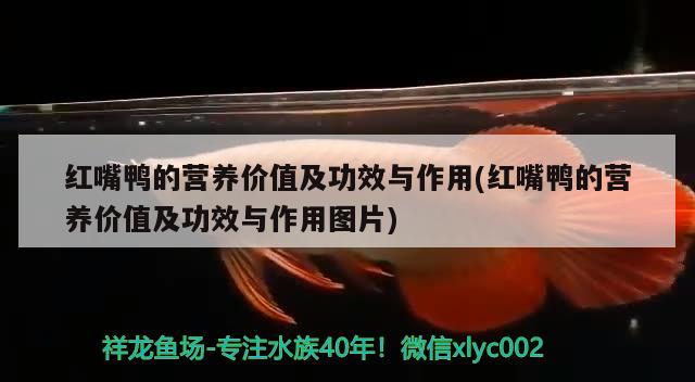 红嘴鸭的营养价值及功效与作用(红嘴鸭的营养价值及功效与作用图片) 熊猫异形鱼L46