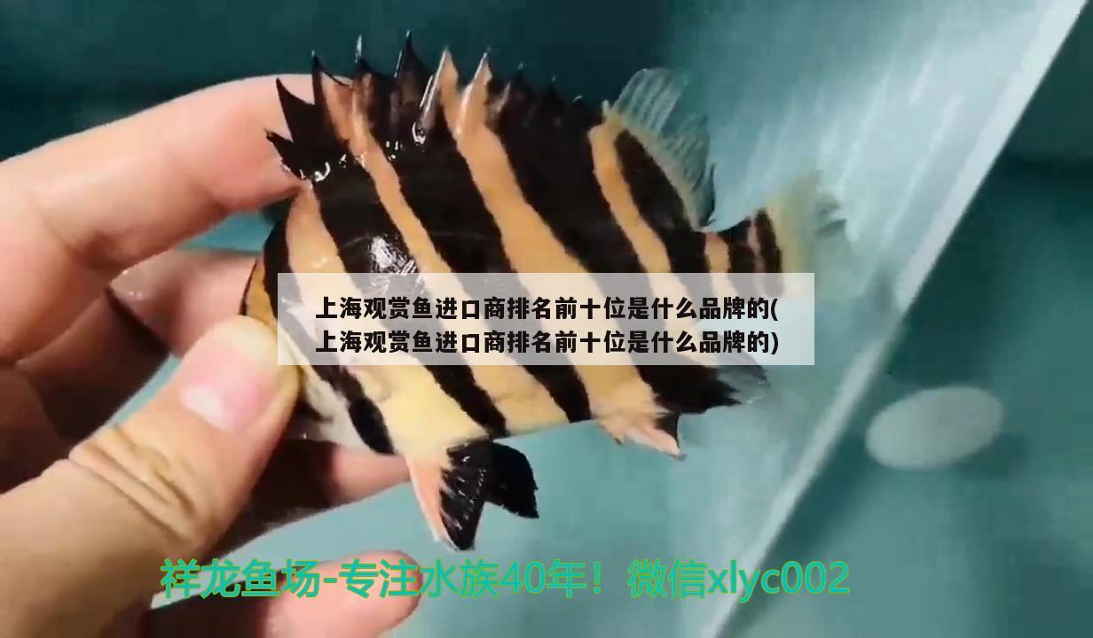 上海观赏鱼进口商排名前十位是什么品牌的(上海观赏鱼进口商排名前十位是什么品牌的) 观赏鱼进出口