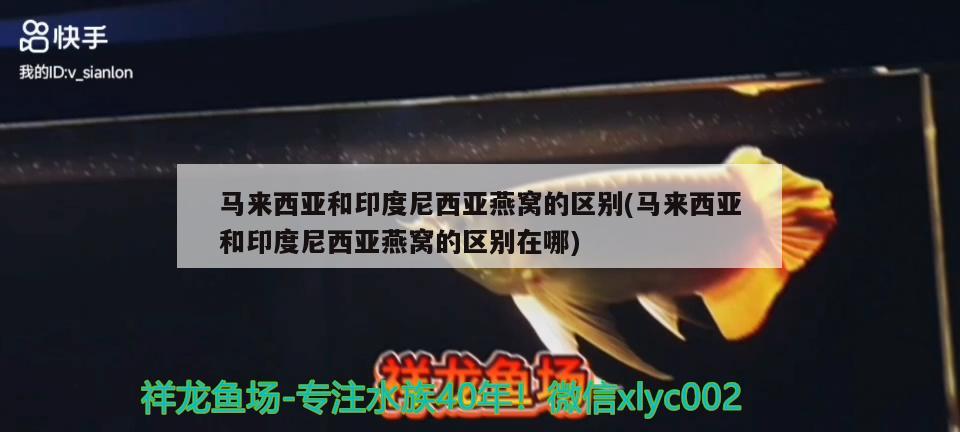 马来西亚和印度尼西亚燕窝的区别(马来西亚和印度尼西亚燕窝的区别在哪) 马来西亚燕窝