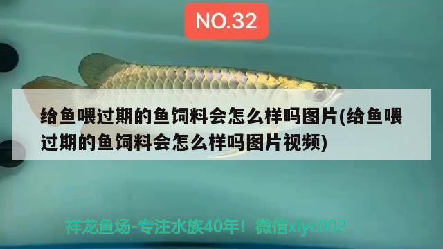 给鱼喂过期的鱼饲料会怎么样吗图片(给鱼喂过期的鱼饲料会怎么样吗图片视频) 观赏鱼企业目录