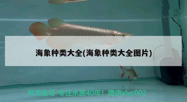 海象种类大全(海象种类大全图片) 观赏鱼水族批发市场