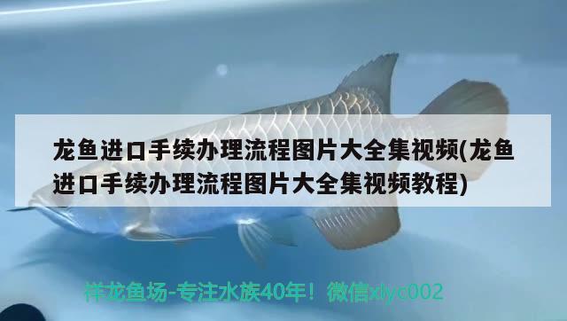 龙鱼进口手续办理流程图片大全集视频(龙鱼进口手续办理流程图片大全集视频教程)