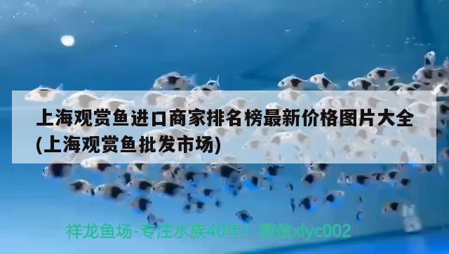 上海观赏鱼进口商家排名榜最新价格图片大全(上海观赏鱼批发市场)