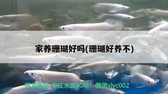 家养珊瑚好吗(珊瑚好养不) 鱼缸等水族设备