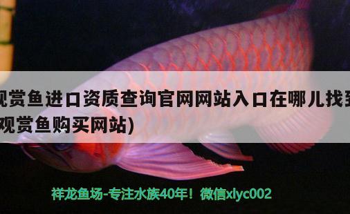 观赏鱼进口资质查询官网网站入口在哪儿找到(观赏鱼购买网站)