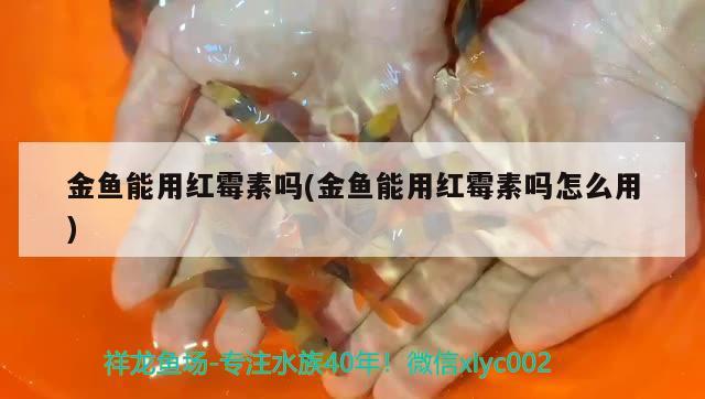 金鱼能用红霉素吗(金鱼能用红霉素吗怎么用) 喷点菠萝鱼