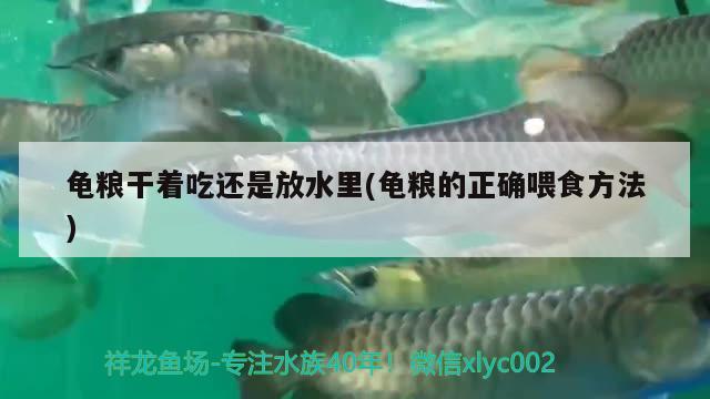 龟粮干着吃还是放水里(龟粮的正确喂食方法) 乌龟