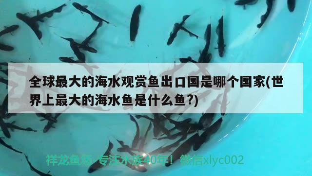 全球最大的海水观赏鱼出口国是哪个国家(世界上最大的海水鱼是什么鱼?)