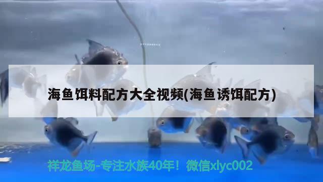 海鱼饵料配方大全视频(海鱼诱饵配方) 黄金达摩鱼