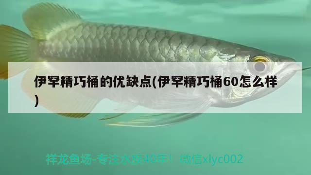 伊罕精巧桶的优缺点(伊罕精巧桶60怎么样) 伊罕水族