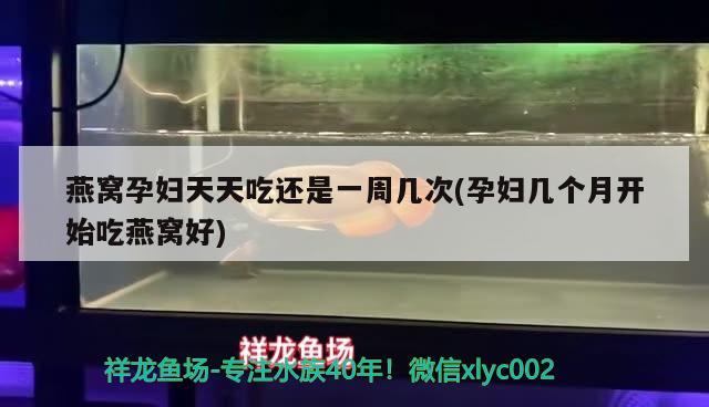 燕窝孕妇天天吃还是一周几次(孕妇几个月开始吃燕窝好) 马来西亚燕窝