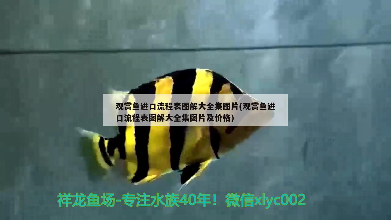 观赏鱼进口流程表图解大全集图片(观赏鱼进口流程表图解大全集图片及价格) 观赏鱼进出口