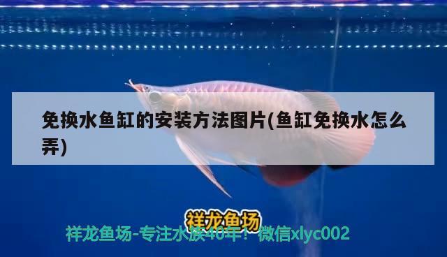 免换水鱼缸的安装方法图片(鱼缸免换水怎么弄) 其它水族用具设备