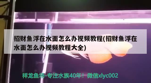 招财鱼浮在水面怎么办视频教程(招财鱼浮在水面怎么办视频教程大全)