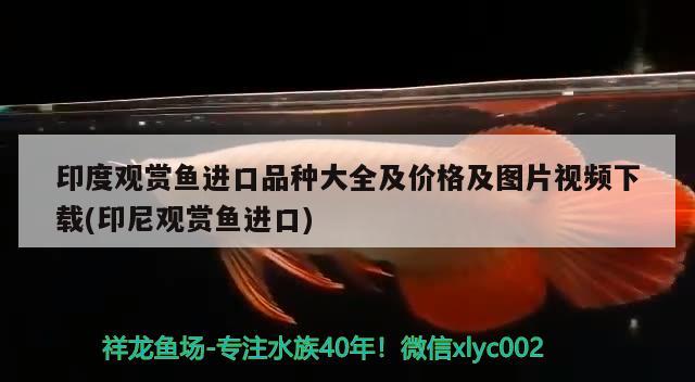 印度观赏鱼进口品种大全及价格及图片视频下载(印尼观赏鱼进口)