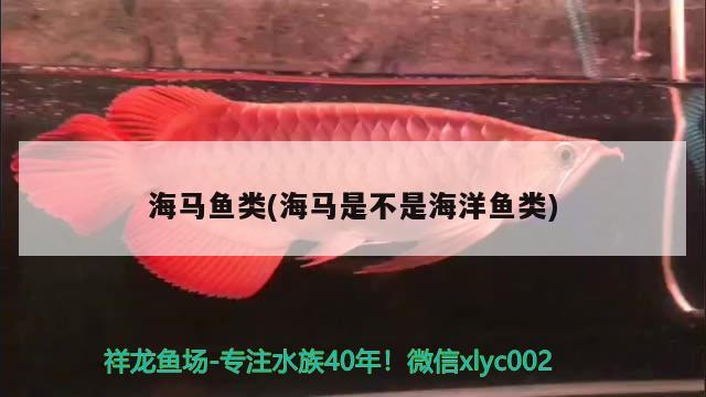 海马鱼类(海马是不是海洋鱼类) 广州水族器材滤材批发市场