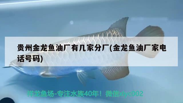 贵州金龙鱼油厂有几家分厂(金龙鱼油厂家电话号码) 杰西卡恐龙鱼