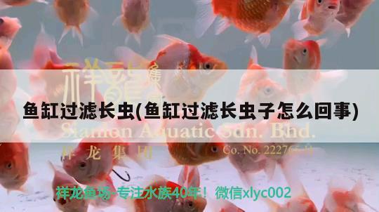 鱼缸过滤长虫(鱼缸过滤长虫子怎么回事) 黑水素