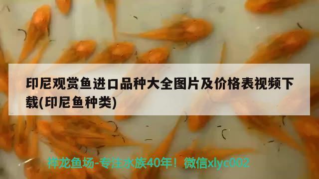 印尼观赏鱼进口品种大全图片及价格表视频下载(印尼鱼种类) 观赏鱼进出口