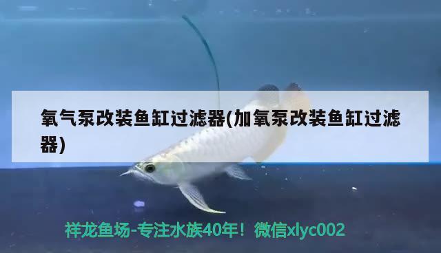 氧气泵改装鱼缸过滤器(加氧泵改装鱼缸过滤器) 虎鱼百科