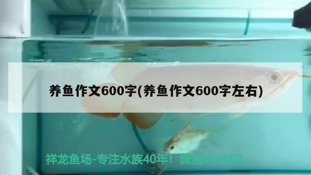 养鱼作文600字(养鱼作文600字左右)