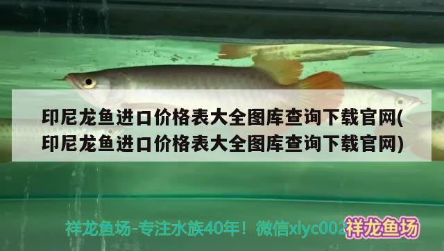 印尼龙鱼进口价格表大全图库查询下载官网(印尼龙鱼进口价格表大全图库查询下载官网)