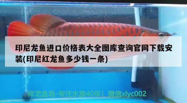 印尼龙鱼进口价格表大全图库查询官网下载安装(印尼红龙鱼多少钱一条) 印尼红龙鱼