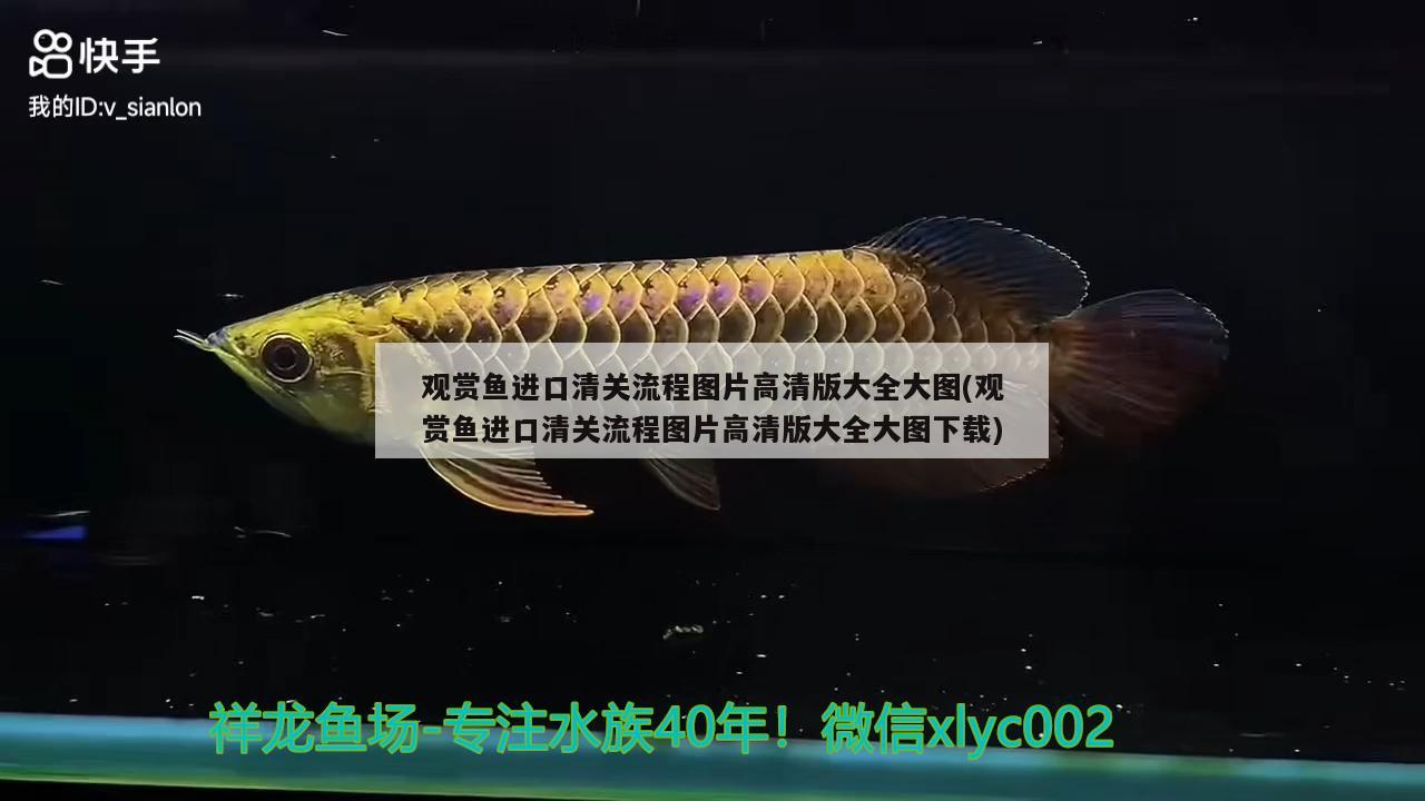 观赏鱼进口清关流程图片高清版大全大图(观赏鱼进口清关流程图片高清版大全大图下载) 观赏鱼进出口