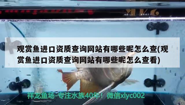 观赏鱼进口资质查询网站有哪些呢怎么查(观赏鱼进口资质查询网站有哪些呢怎么查看)