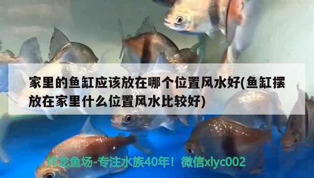 家里的鱼缸应该放在哪个位置风水好(鱼缸摆放在家里什么位置风水比较好) 鱼缸风水