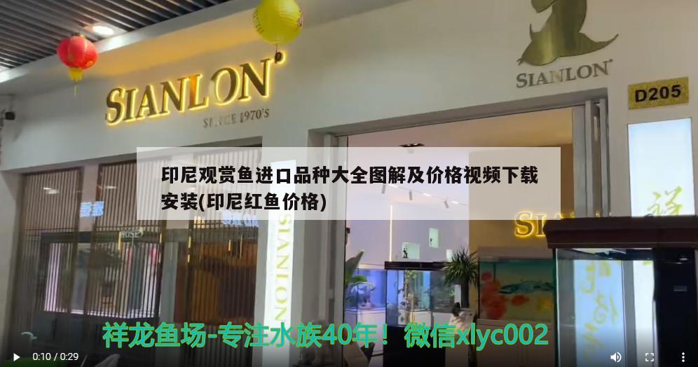 印尼观赏鱼进口品种大全图解及价格视频下载安装(印尼红鱼价格) 观赏鱼进出口