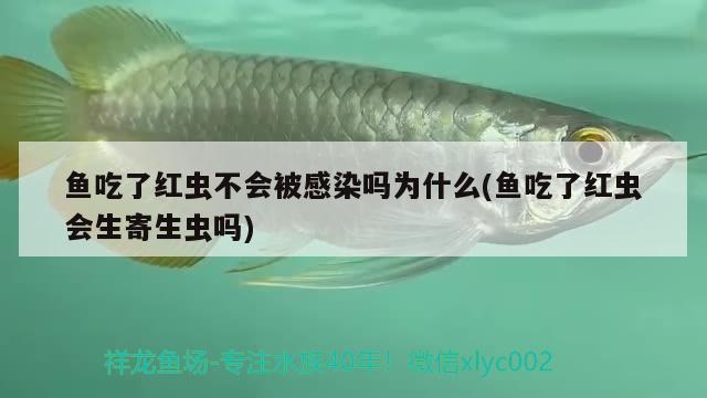 鱼吃了红虫不会被感染吗为什么(鱼吃了红虫会生寄生虫吗) 祥龙金禾金龙鱼