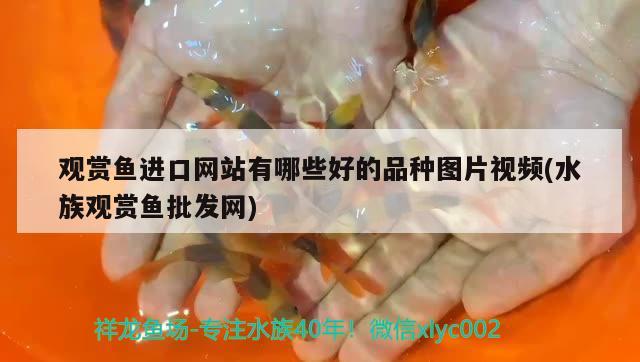 观赏鱼进口网站有哪些好的品种图片视频(水族观赏鱼批发网)