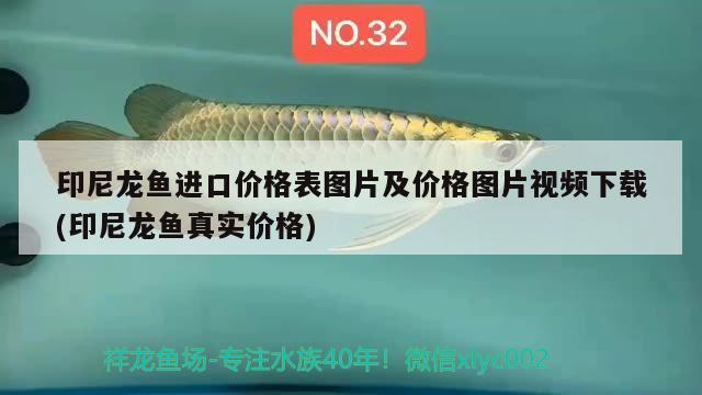 印尼龙鱼进口价格表图片及价格图片视频下载(印尼龙鱼真实价格) 观赏鱼进出口