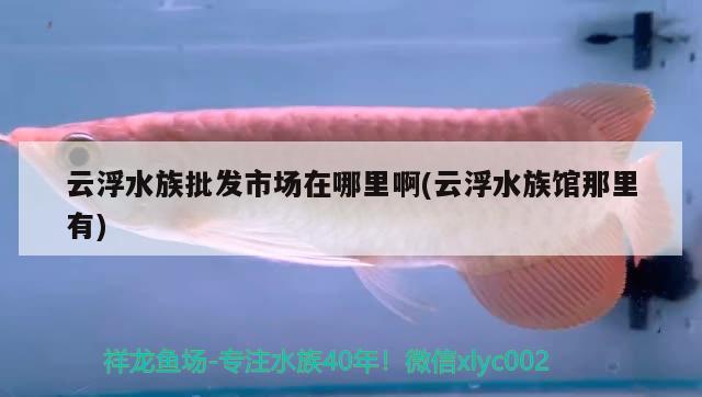 云浮水族批发市场在哪里啊(云浮水族馆那里有) 观赏鱼水族批发市场